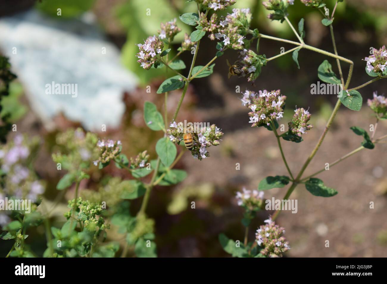 abeille sauvage orange sur origan Banque D'Images
