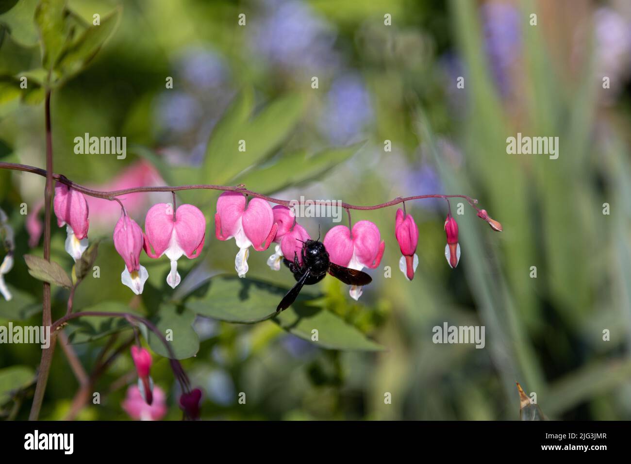 Une grosse abeille en bois bleu recherche du pollen sur une fleur de coeur, Lamprocapnos spectabilis. Banque D'Images