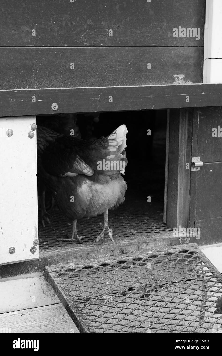 Des poulets de plein droit qui se battent autour de la cour de la grange en noir et blanc. Banque D'Images