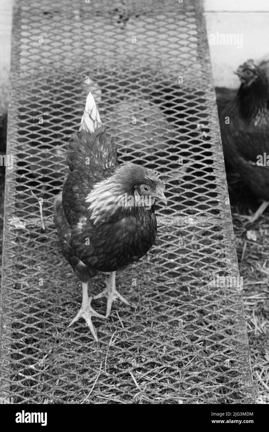 Des poulets de plein droit qui se battent autour de la cour de la grange en noir et blanc. Banque D'Images