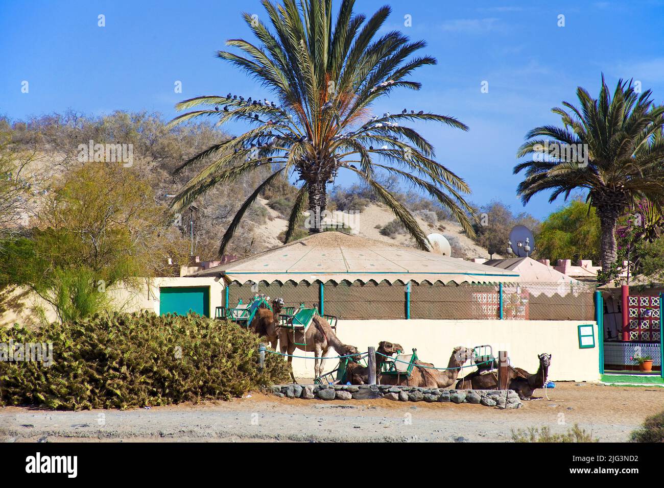 Chameaux se reposant à la station de chameau, Camel à cheval sur les dunes de Maspalomas, Grand canari, îles Canaries, Espagne, Europe Banque D'Images