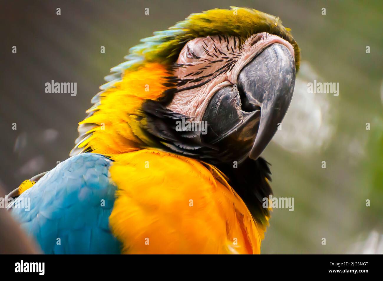 Macaw jaune et bleu, un oiseau brésilien Banque D'Images