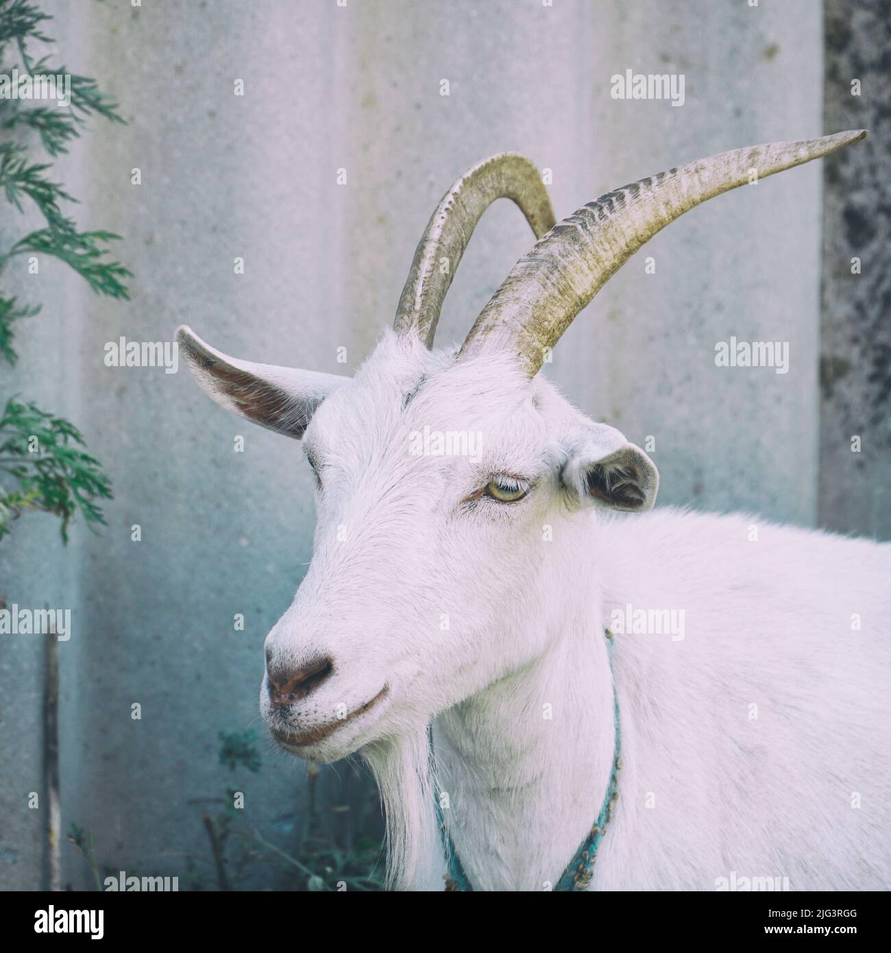 Portrait d'une chèvre à cornes blanches en gros plan Banque D'Images