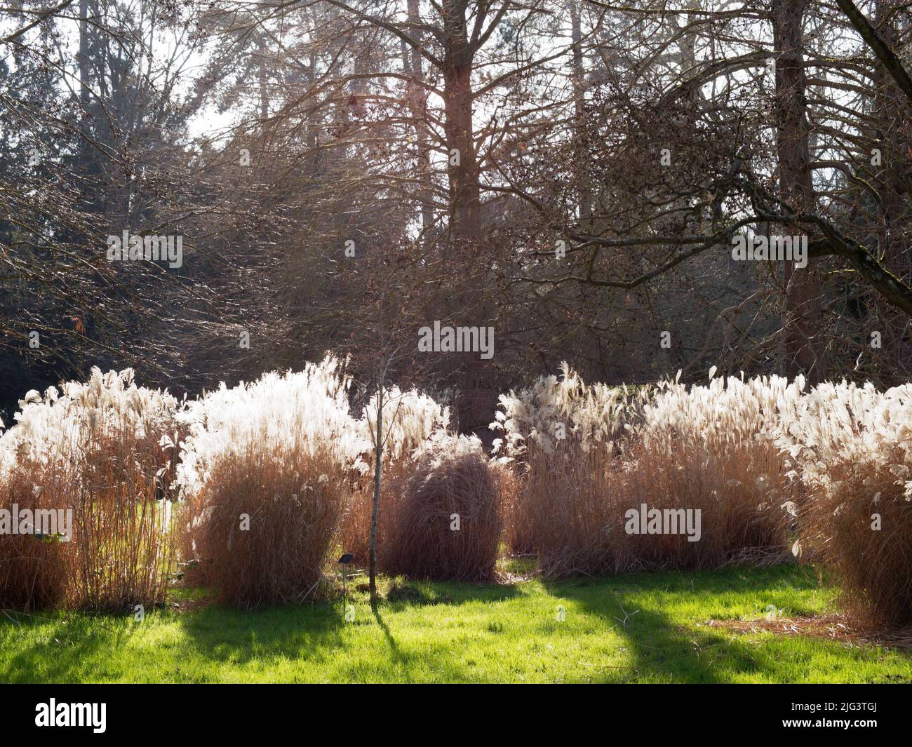 APPAREIL PHOTO NUMÉRIQUE OLYMPUS Banque D'Images