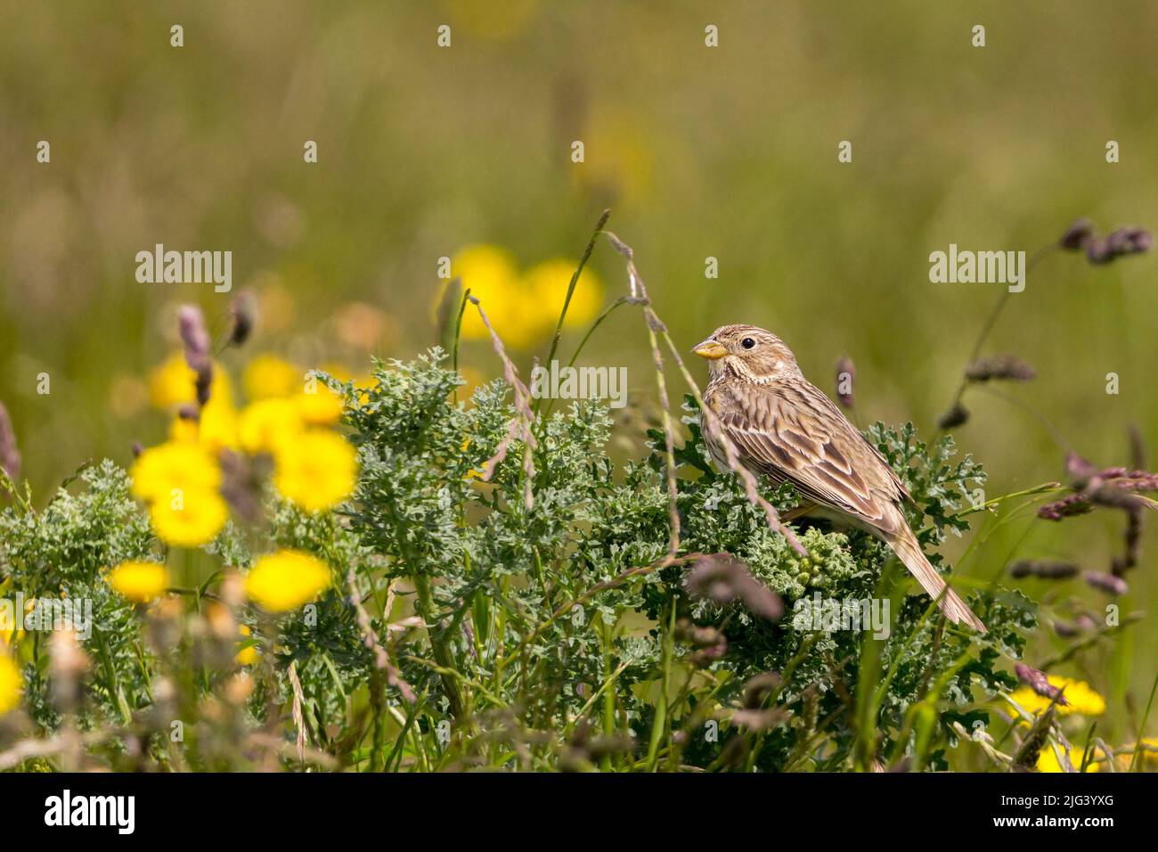 Bunking de maïs (miliaria calandra) oiseau de terre agricole brun laiteux à la fin du printemps au royaume-uni bec de stout des jambes roses dans les buissons Banque D'Images