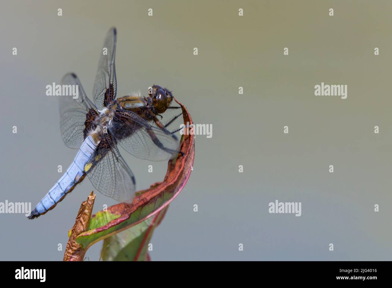 Chaser à corps large (libella depressa) mâle bleu ventre aplati avec des points jaunes sur les côtés marron tête de base d'aile et les yeux. Marque foncée sur les extrémités des ailes Banque D'Images