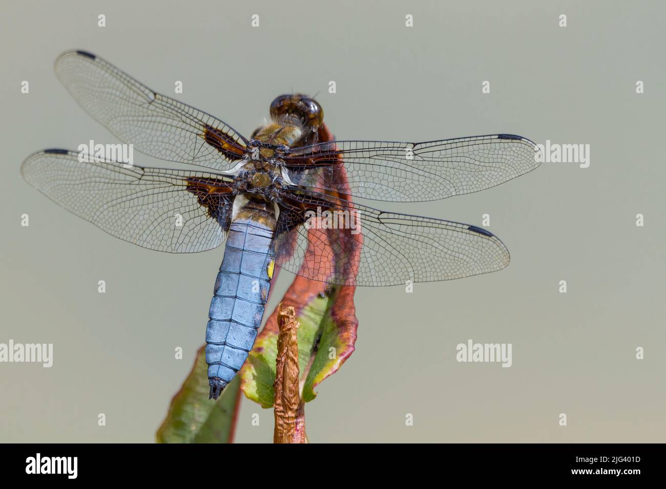 Chaser à corps large (libella depressa) mâle bleu ventre aplati avec des points jaunes sur les côtés marron tête de base d'aile et les yeux. Marque foncée sur les extrémités des ailes Banque D'Images