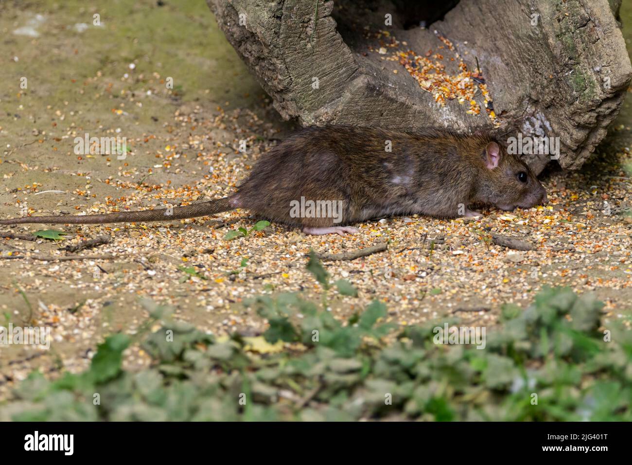 Rat brun (hotus norvegicus) se nourrissant de graines déversées dans une peau d'oiseau, fourrure brune grise longue queue squameuse grandes oreilles arrondies nez rose et pieds yeux noirs Banque D'Images