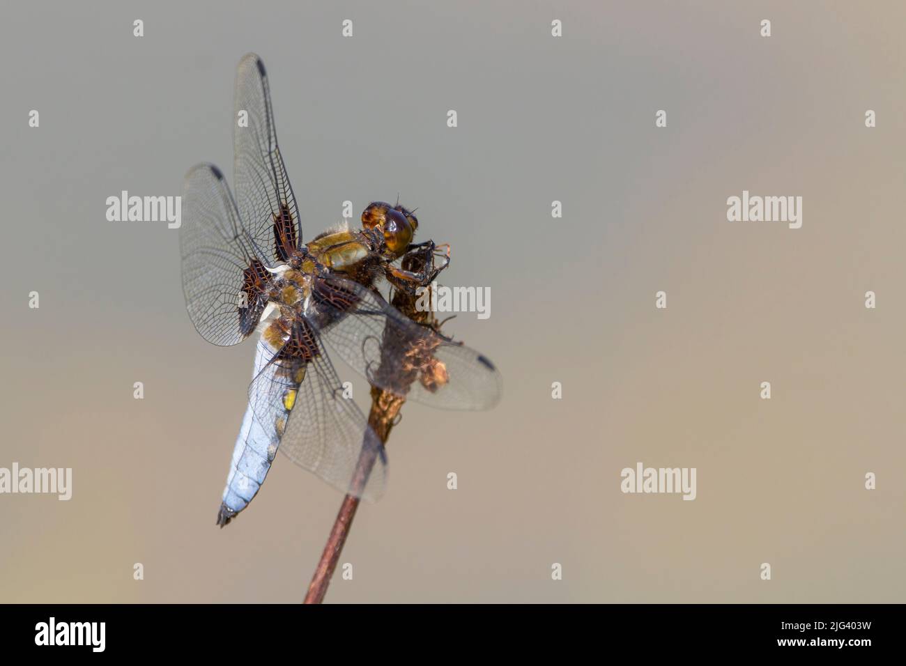 Chaser à corps large (libella depressa) mâle bleu ventre aplati avec des points jaunes sur les côtés marron tête de base d'aile et les yeux. Marque foncée sur les extrémités des ailes Banque D'Images