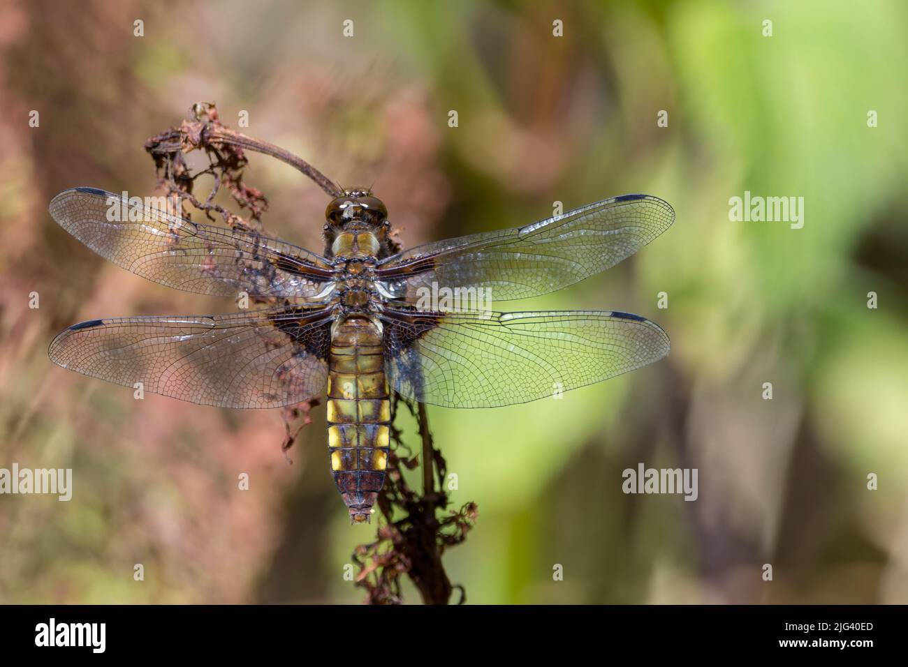 Chaser à corps large (libellula depressa) femelle dragonfly ventre brun aplati avec des taches jaunes sur les côtés brun foncé base aux ailes perchées sur la plante Banque D'Images