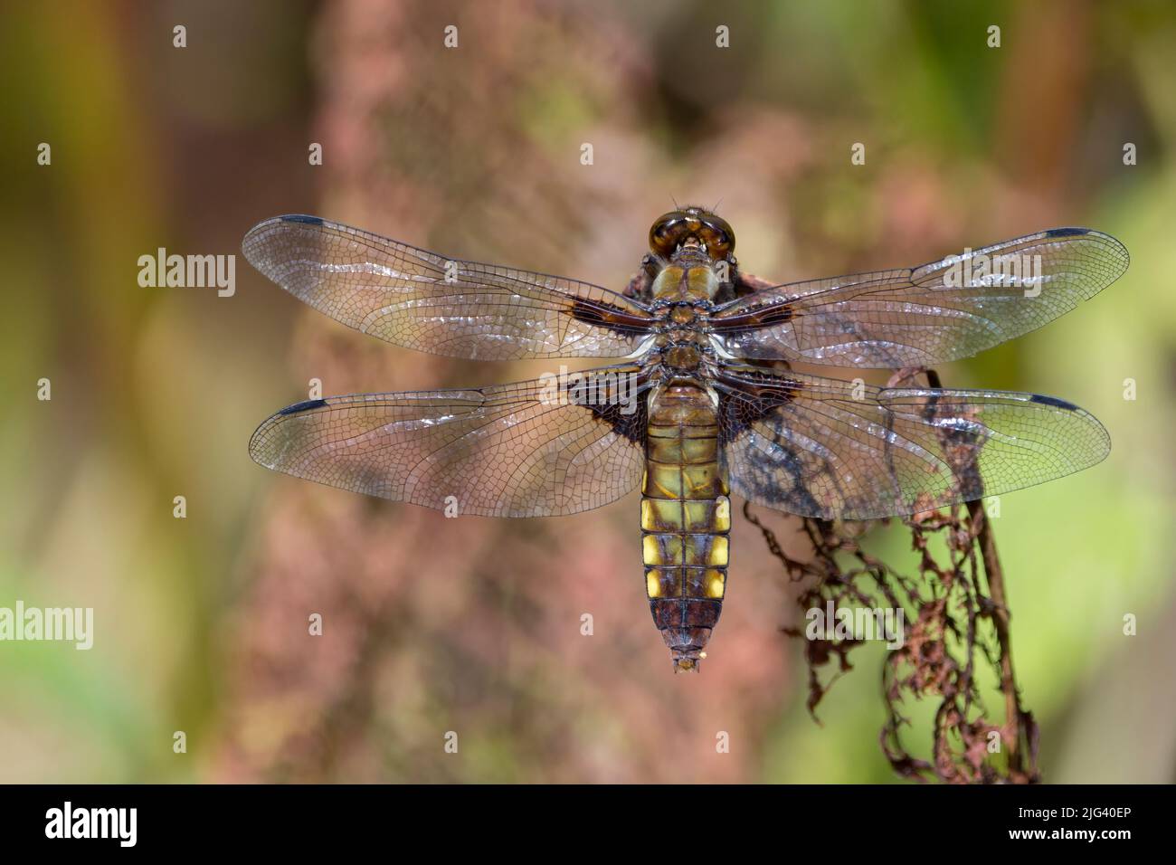 Chaser à corps large (libellula depressa) femelle dragonfly ventre brun aplati avec des taches jaunes sur les côtés brun foncé base aux ailes perchées sur la plante Banque D'Images