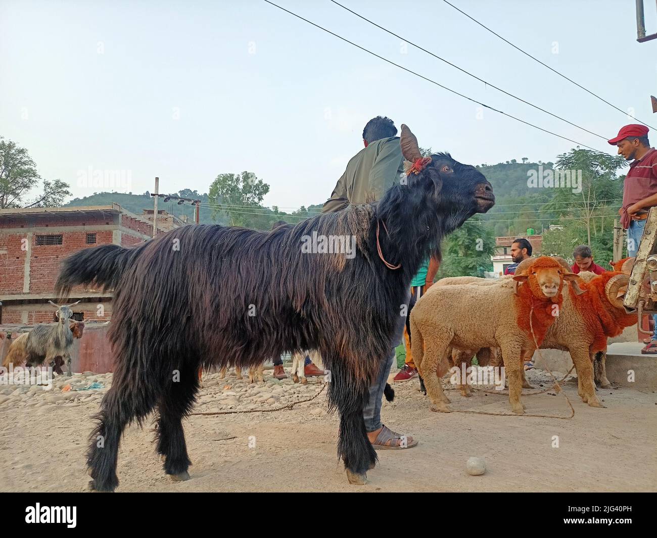 7 juillet 2022, Poonch, Jammu-et-Cachemire, Inde: Un homme vend des animaux sacrificiels sur un marché de bétail avant le festival musulman Eid-alAdha à Poonch. (Image de crédit : © Nazim Ali Khan/ZUMA Press Wire) Banque D'Images