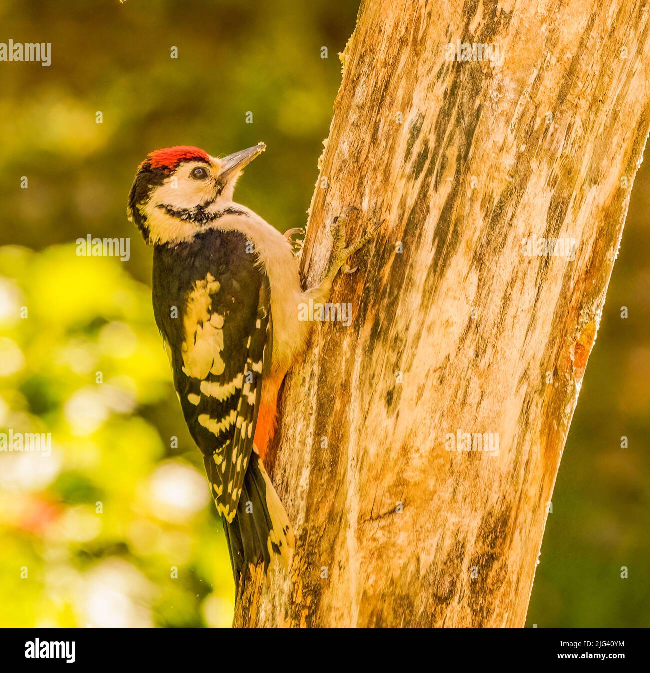 Great Spotted Woodpecker Banque D'Images