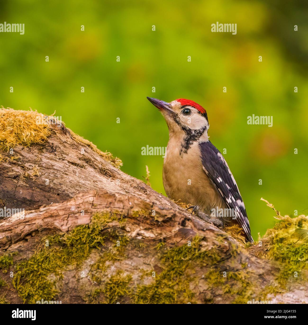 Great Spotted Woodpecker Banque D'Images