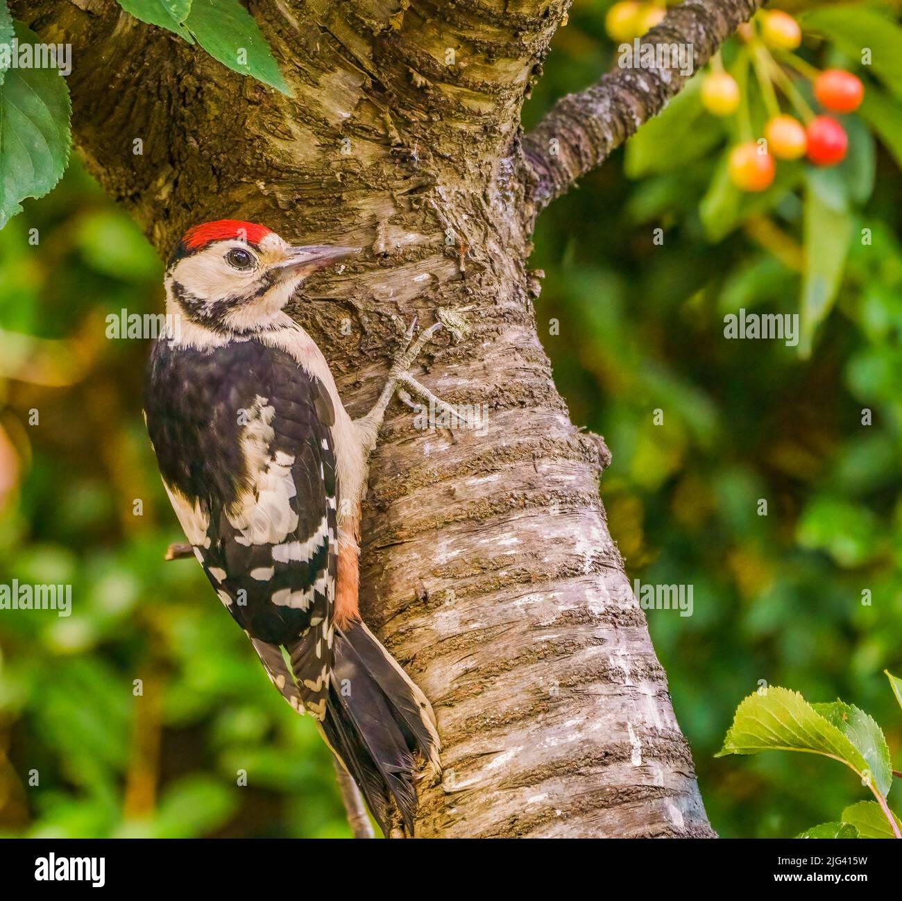 Great Spotted Woodpecker Banque D'Images