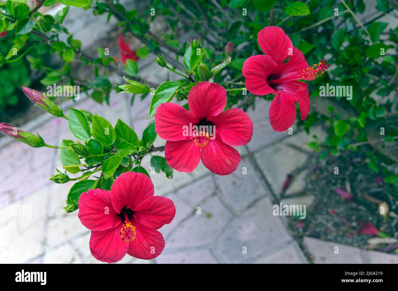 Trois fleurs d'hibiscus rouges. Tilos, Grèce, mai 2022. Hibiscus rosa-sinensis. Banque D'Images