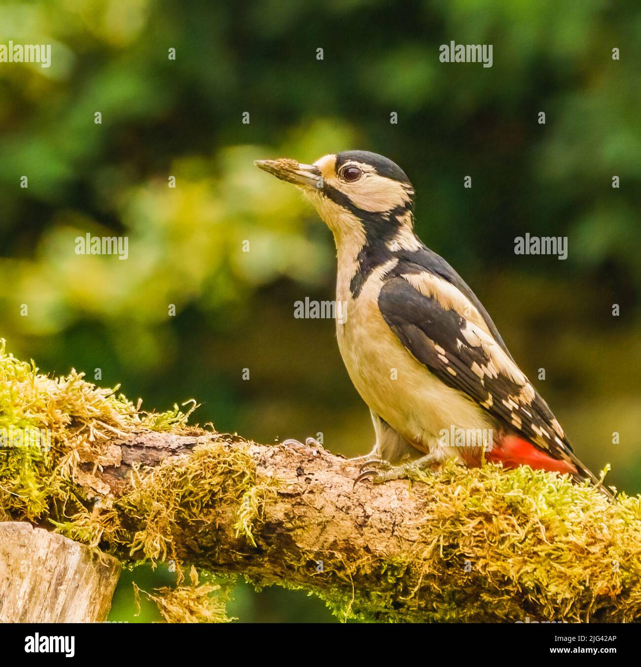 Great Spotted Woodpecker Banque D'Images