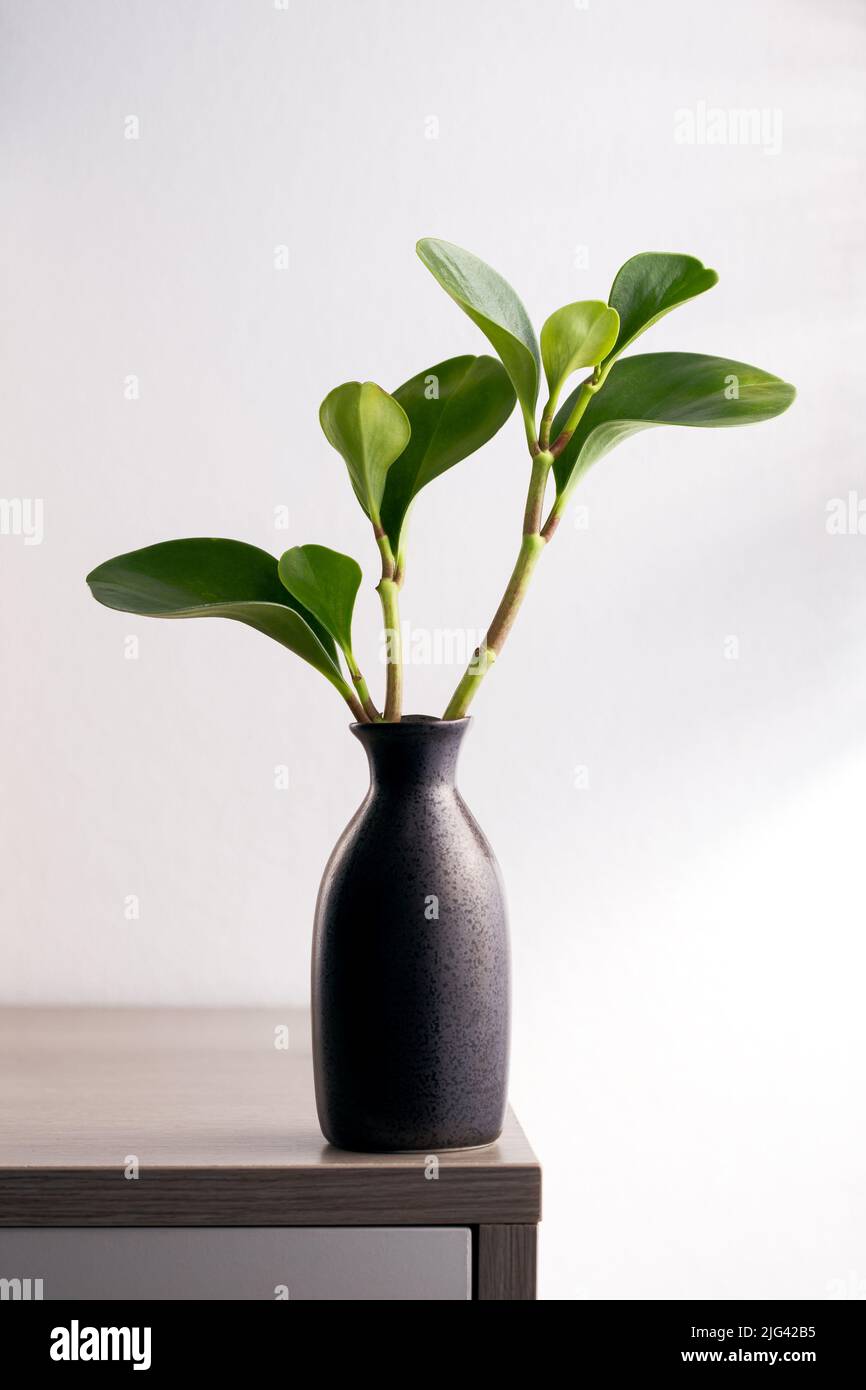 Plante de caoutchouc américaine ou plante de caoutchouc de bébé dans vase noir Banque D'Images