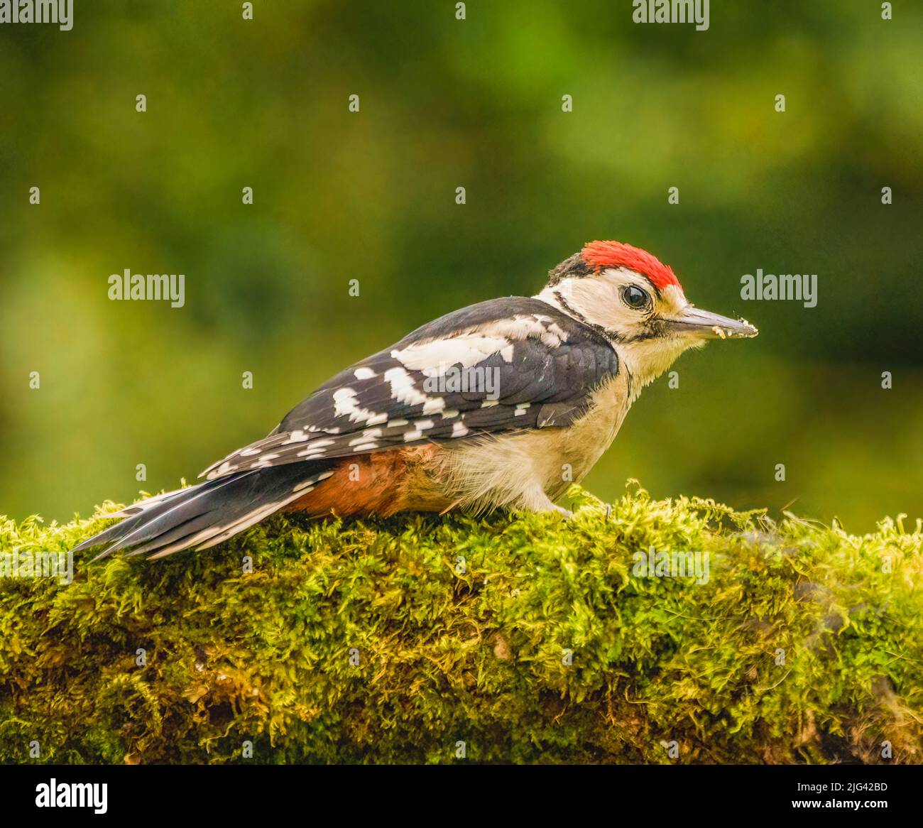 Great Spotted Woodpecker Banque D'Images