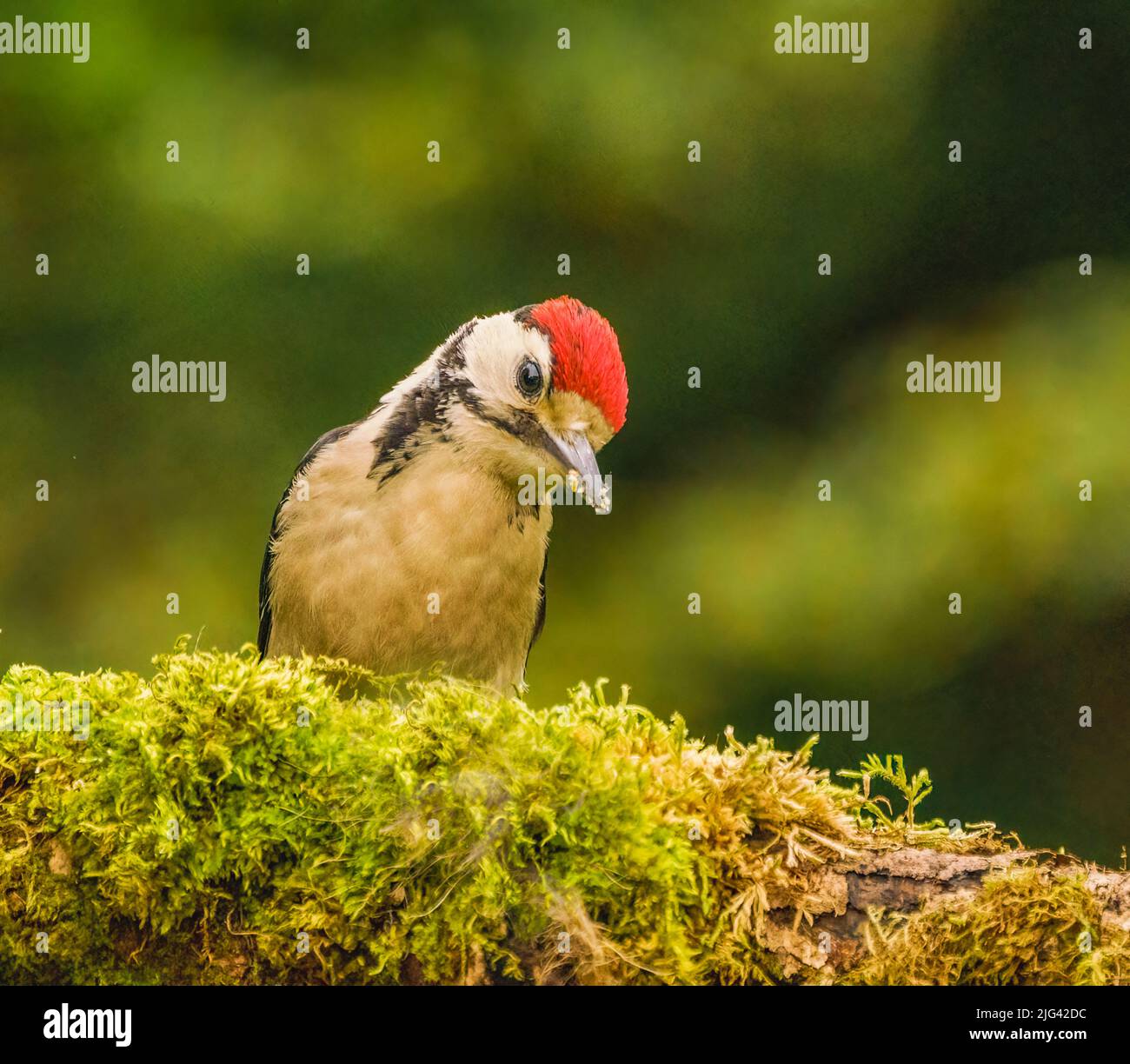 Great Spotted Woodpecker Banque D'Images