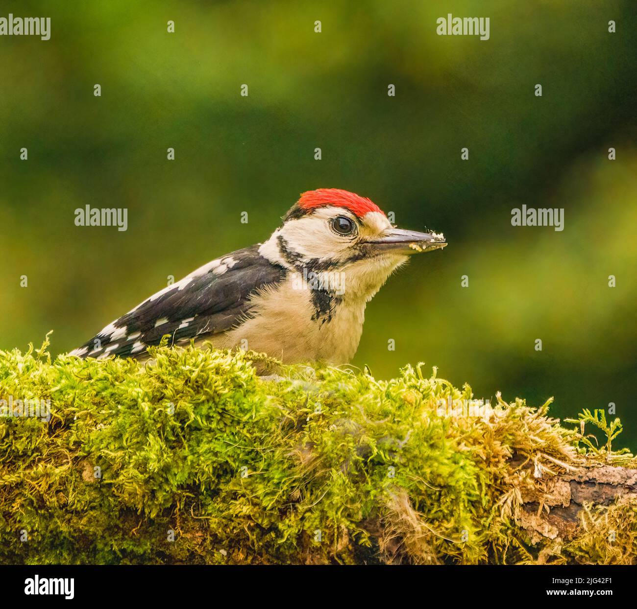 Great Spotted Woodpecker Banque D'Images