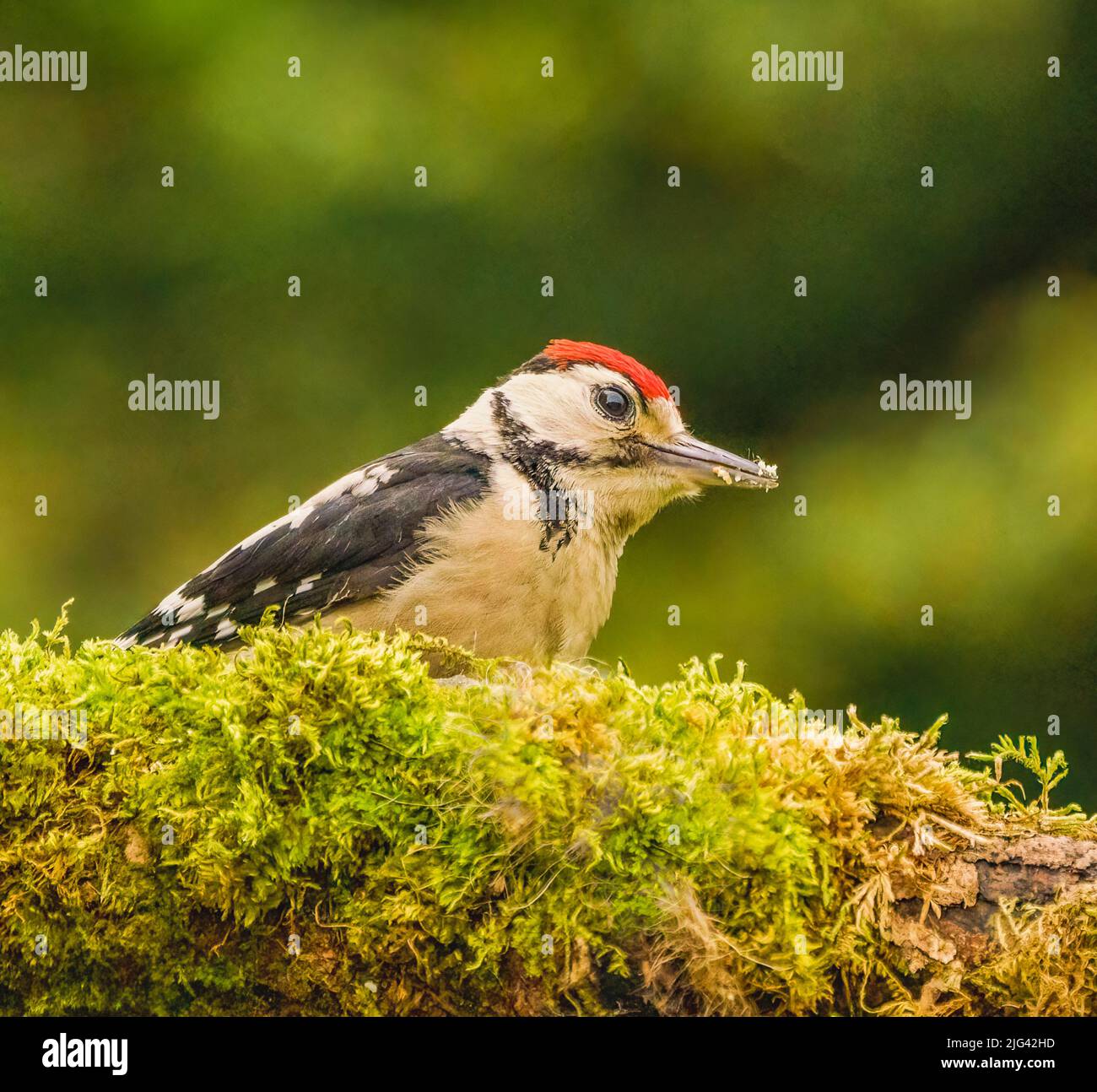 Great Spotted Woodpecker Banque D'Images