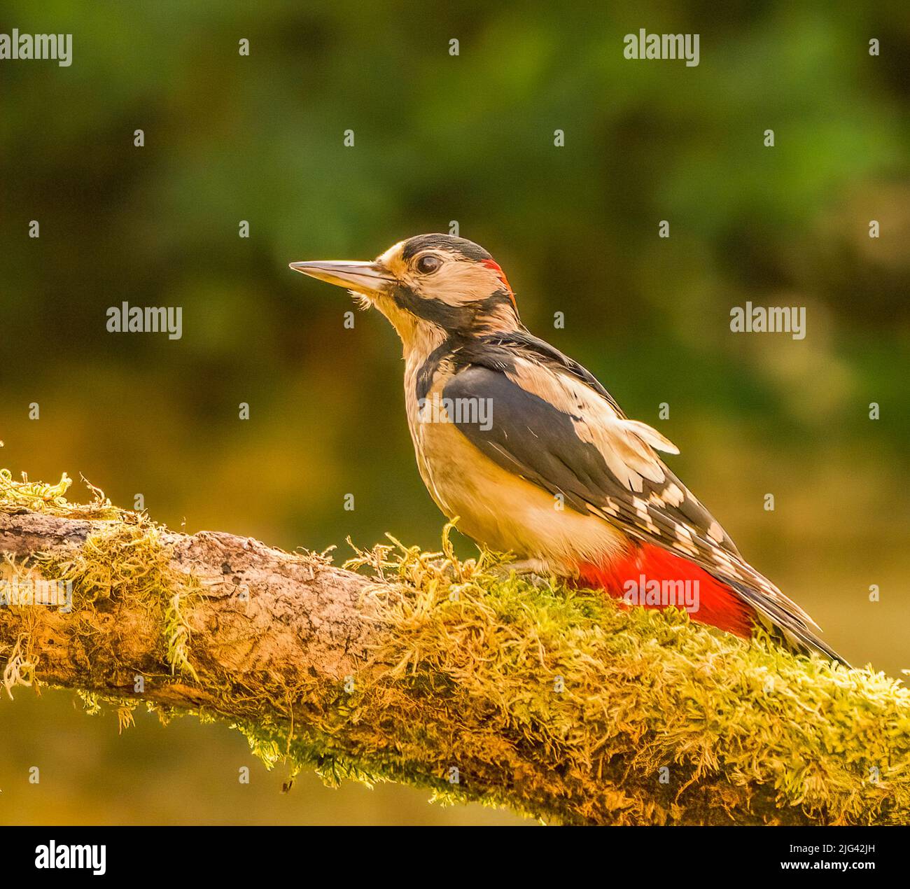 Great Spotted Woodpecker Banque D'Images