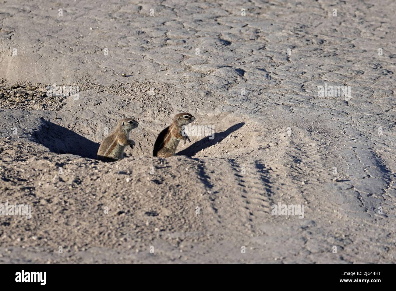 Deux écureuils terrestres d'Afrique du Sud qui regardent hors de votre terrow qui a des traces de pneus qui s'y enfile, Kalahari Botswana Banque D'Images