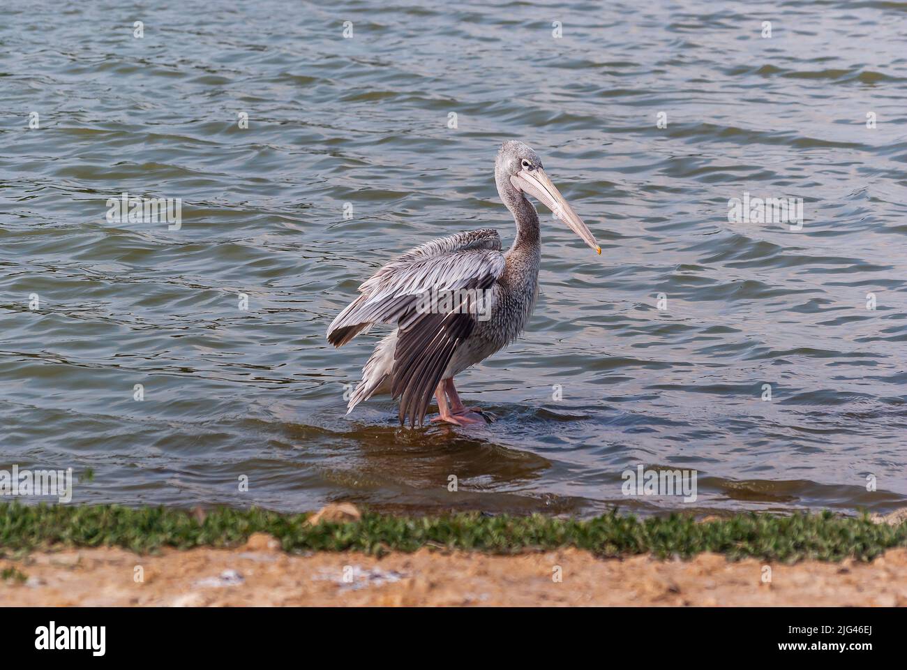 Un pélican dans la réserve de Sigean, en occitanie, en France Banque D'Images