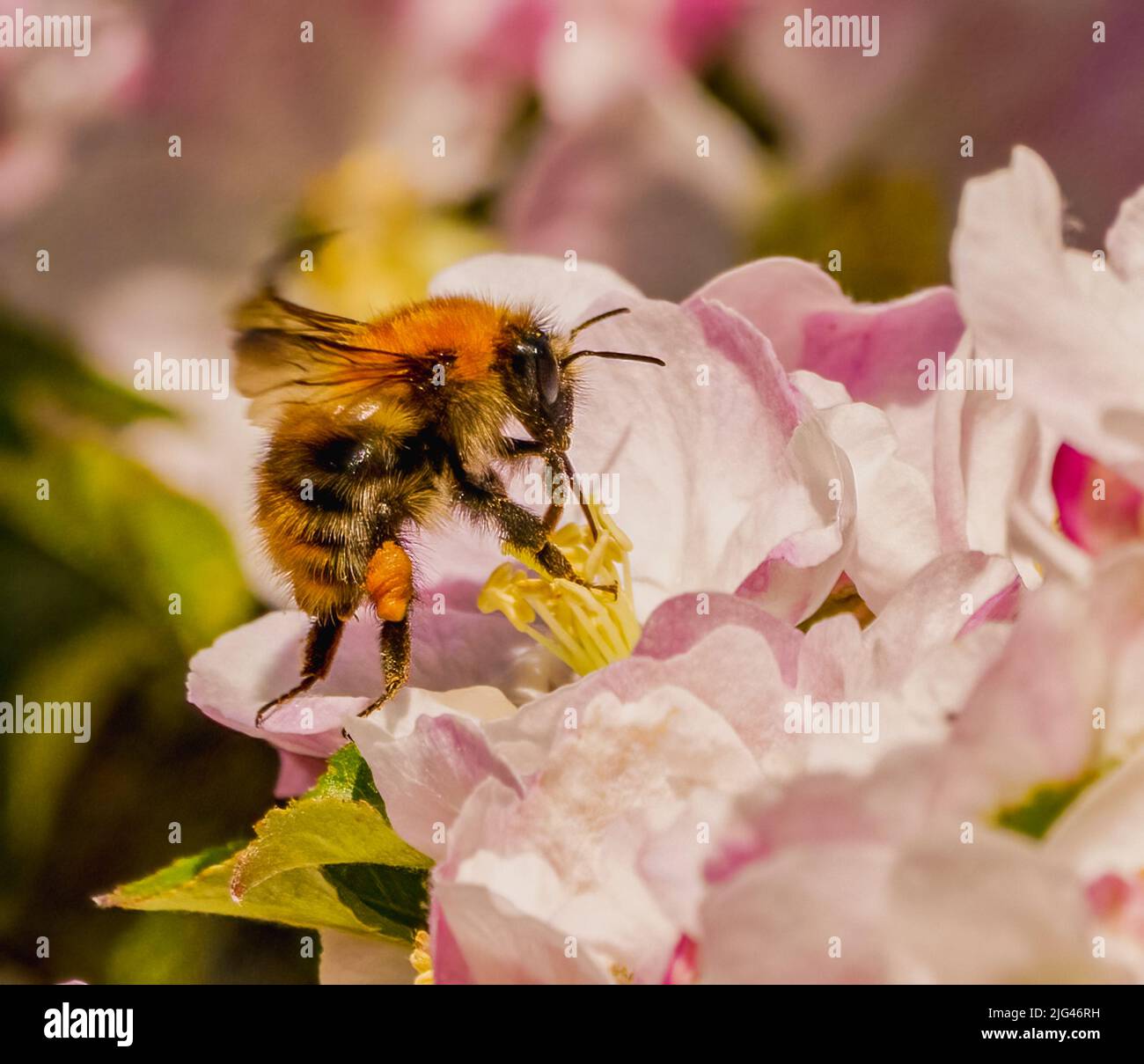 Abeilles et fleurs Banque D'Images