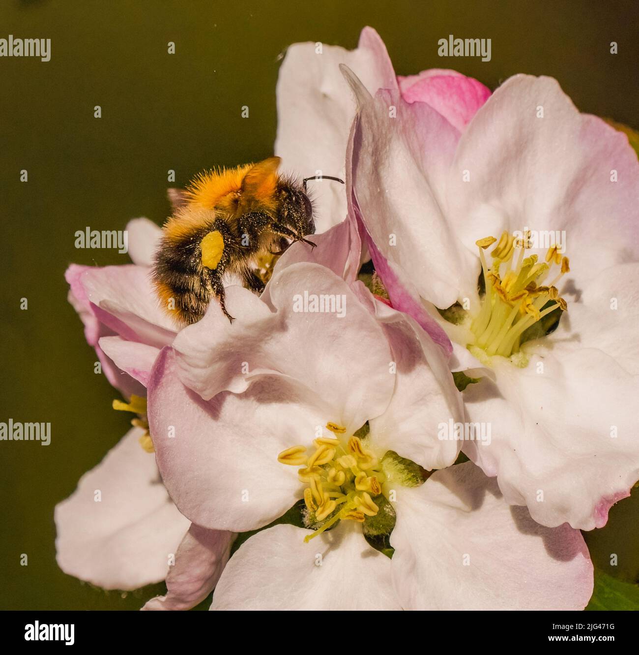 Abeilles et fleurs Banque D'Images