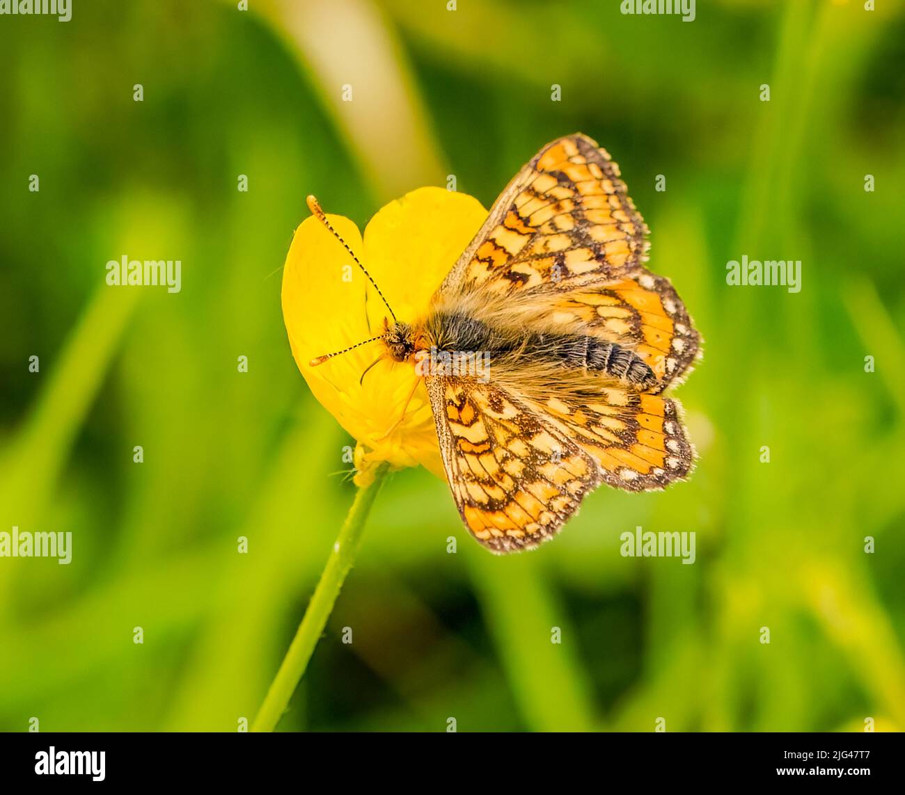 Marsh Fritillary Banque D'Images