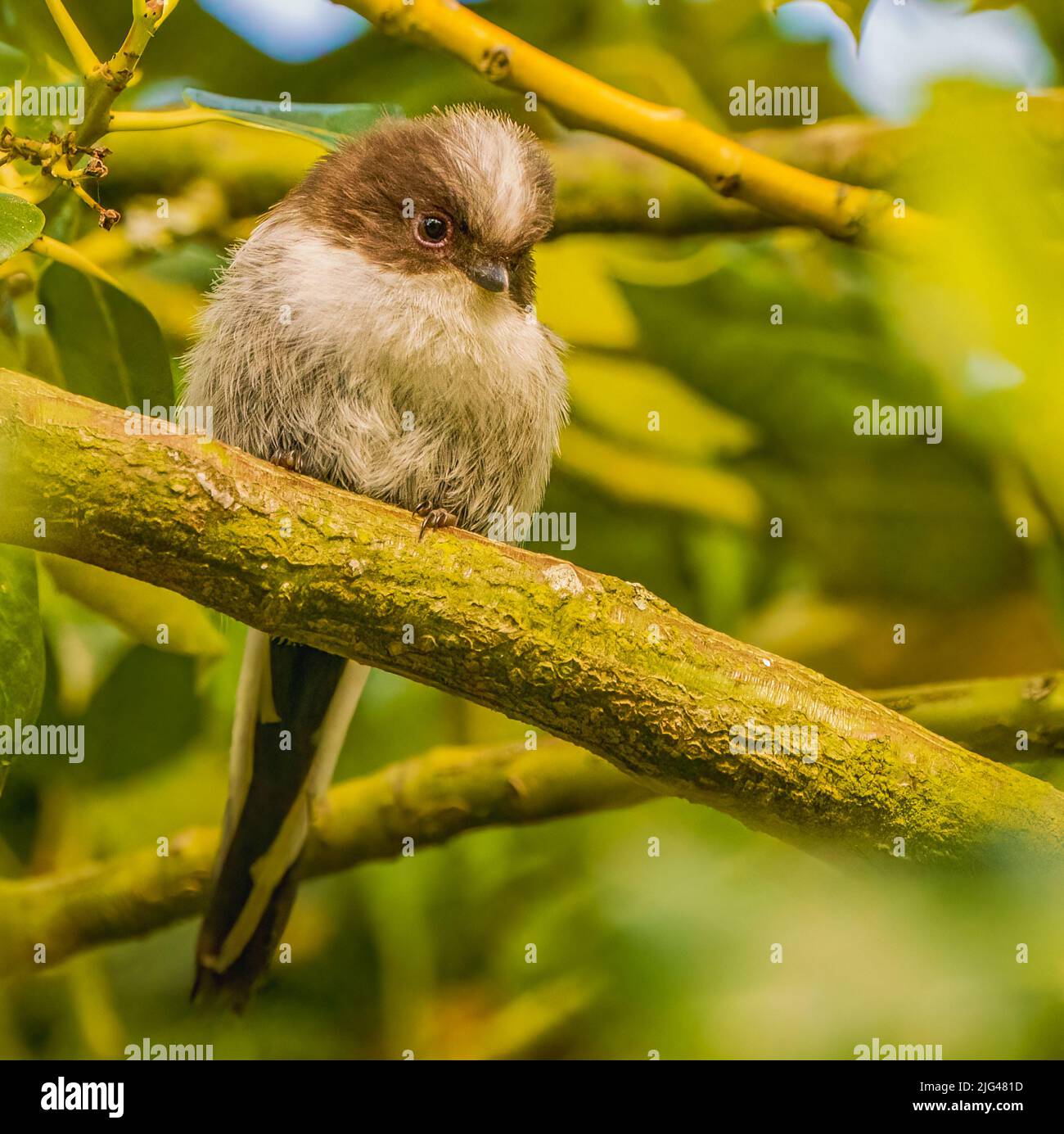 La Mésange à longue queue Banque D'Images