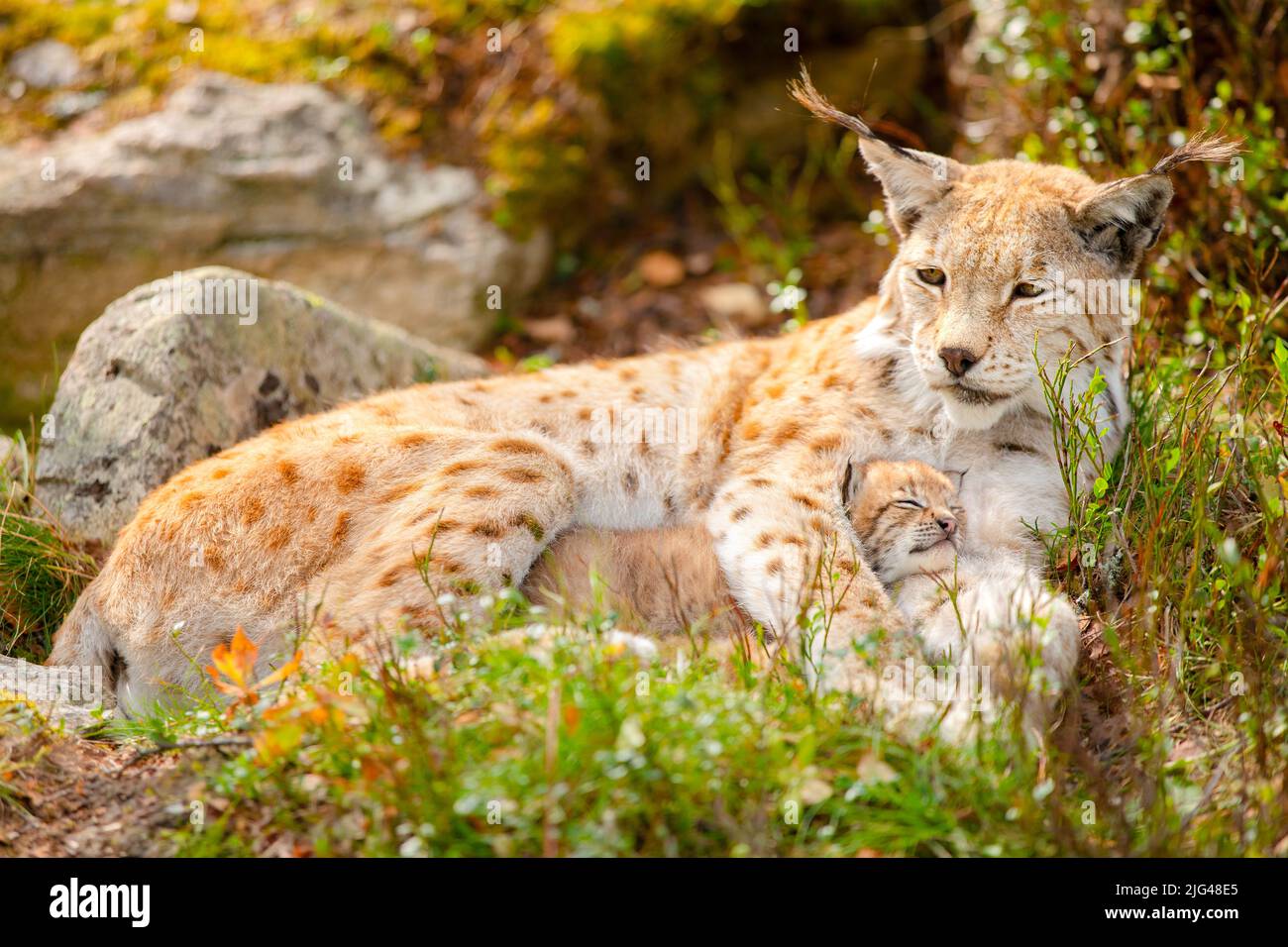 Lynx soins mère et ses jolies jeunes cub dans l'herbe Banque D'Images