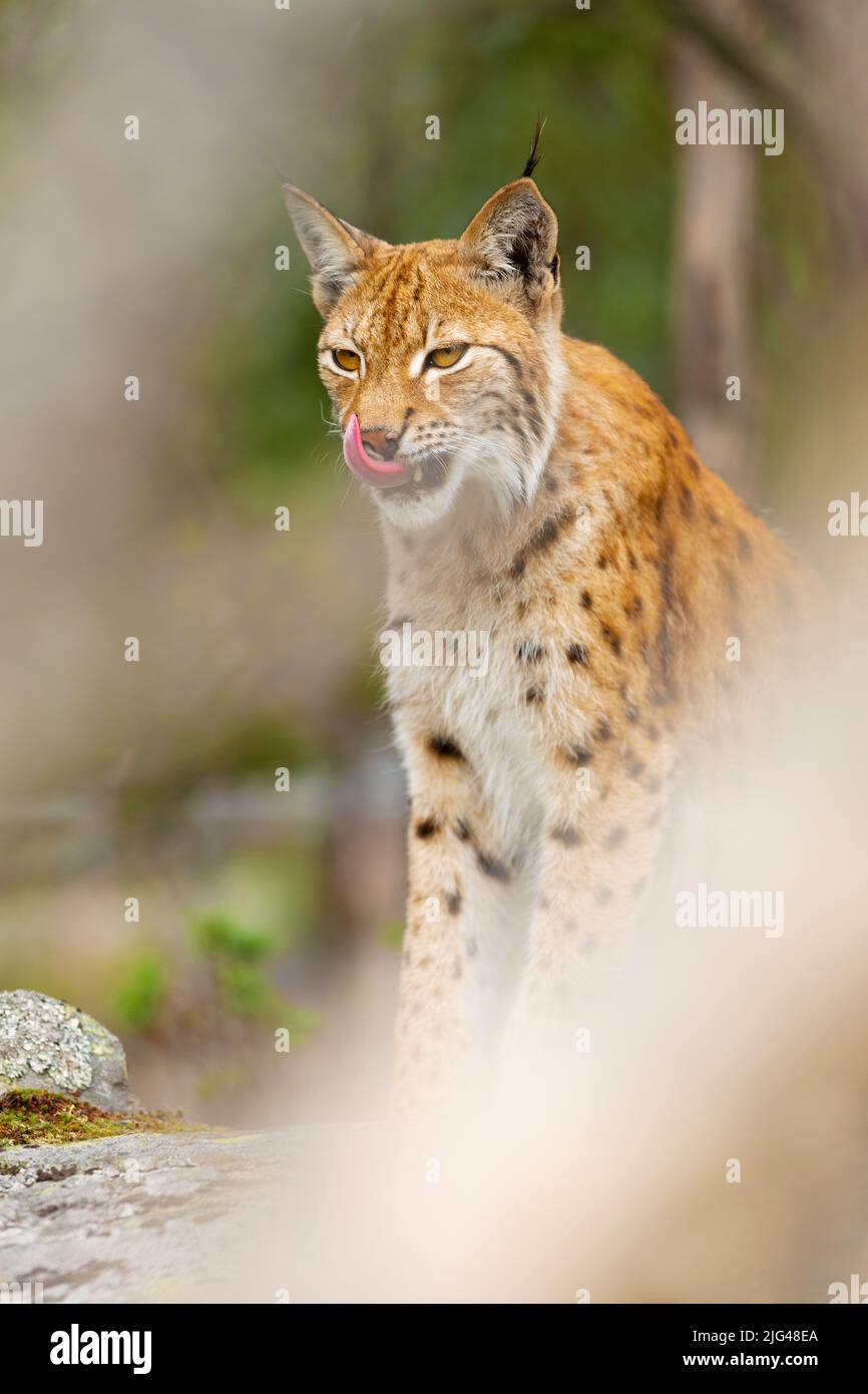 Lynx eurasien assis sur une roche dans une forêt dense en été Banque D'Images