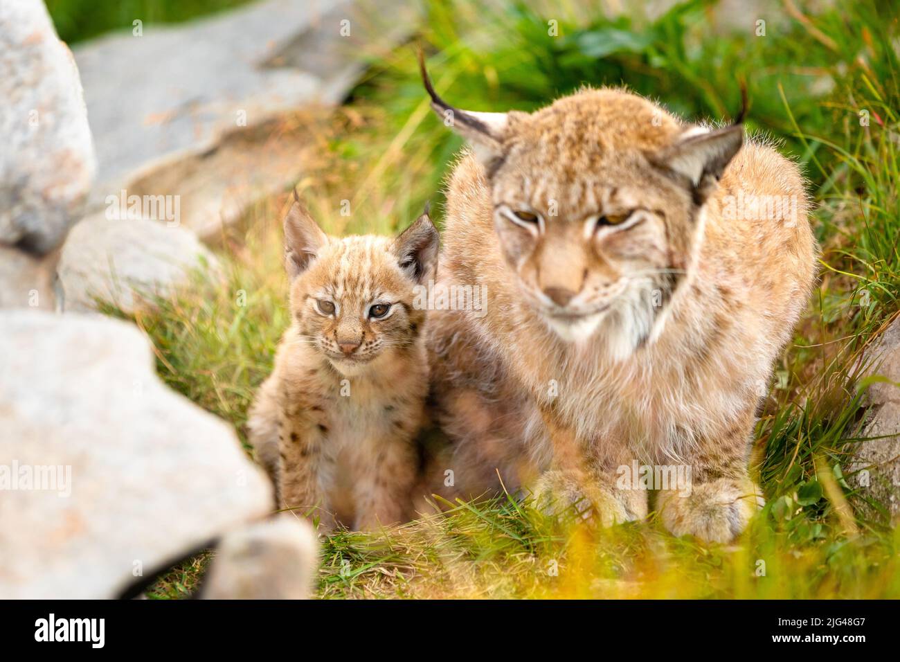 Mère de lynx bienveillante et son mignon jeune cub se cachant dans l'herbe Banque D'Images
