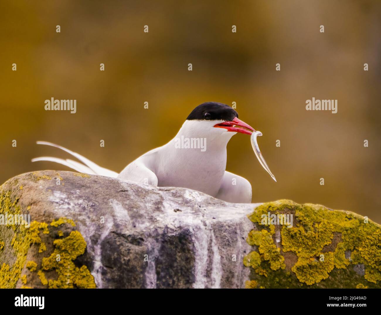Sterne arctique Banque D'Images