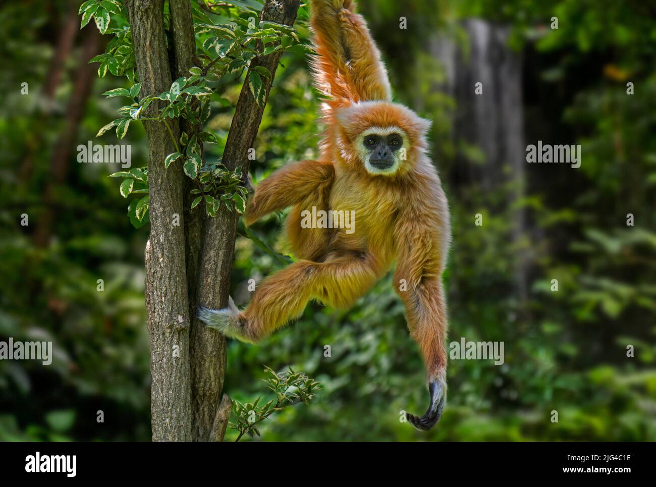 Gibbon LAR / gibbon à main blanche (Hylobates lar) dans la forêt tropicale humide / forêt tropicale, originaire d'Indonésie, du Laos, de Malaisie, du Myanmar et de Thaïlande Banque D'Images