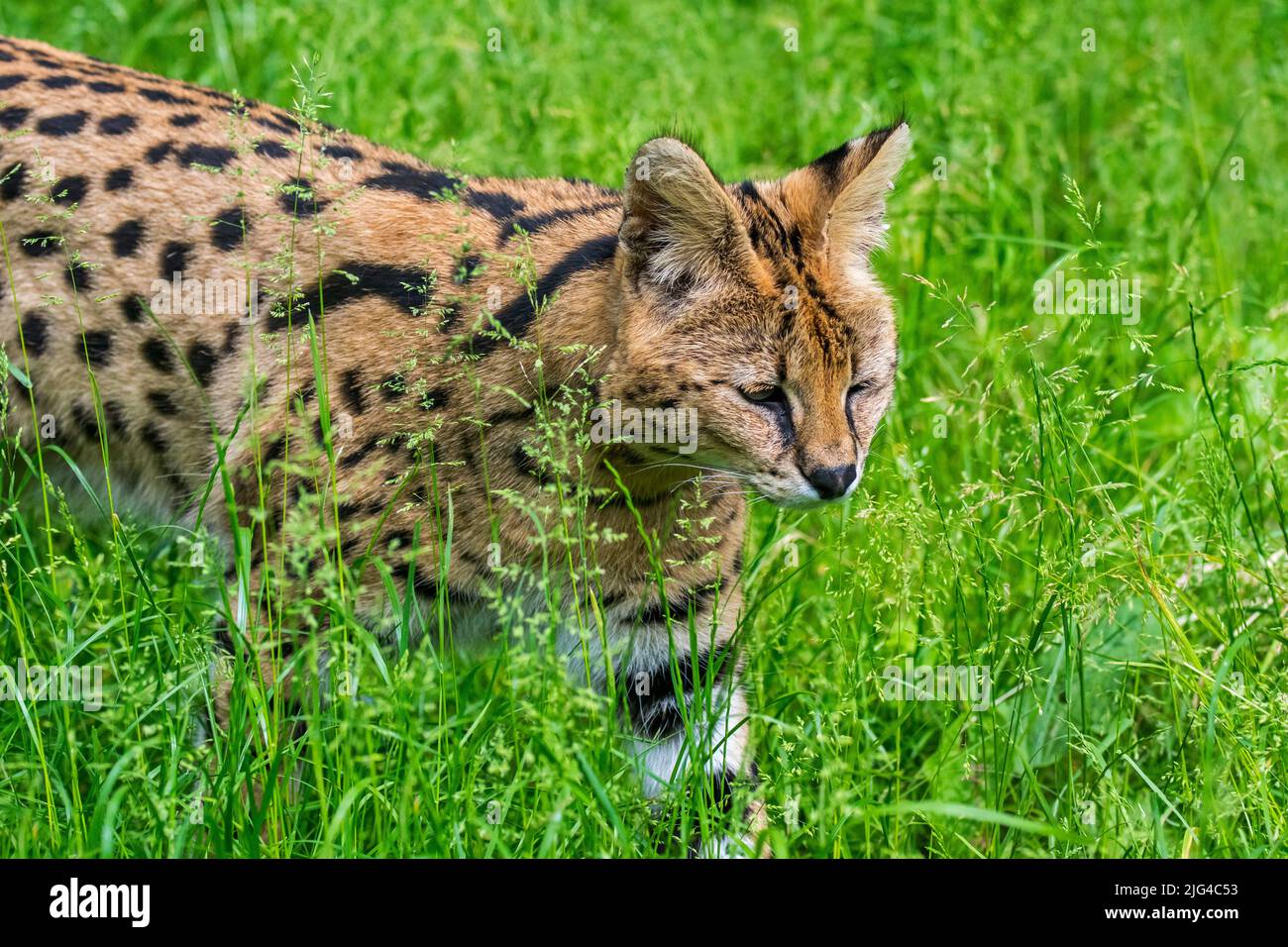 Serval (Lepheturus serval / Felis serval), chat sauvage / félin originaire d'Afrique Banque D'Images