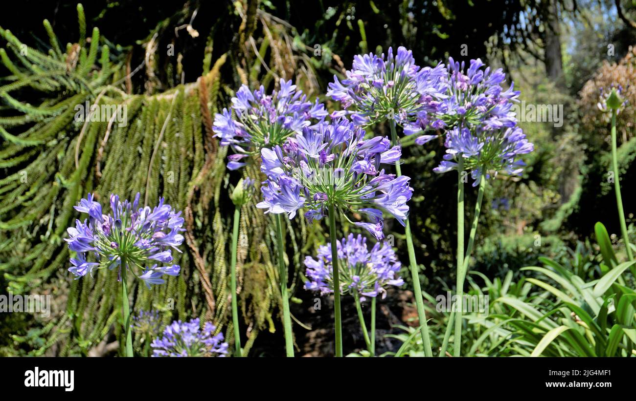 Belle fleur d'Agapanthus africanus aussi connu sous le nom de nénuphars du nil, africain, nénuphars, etc Banque D'Images