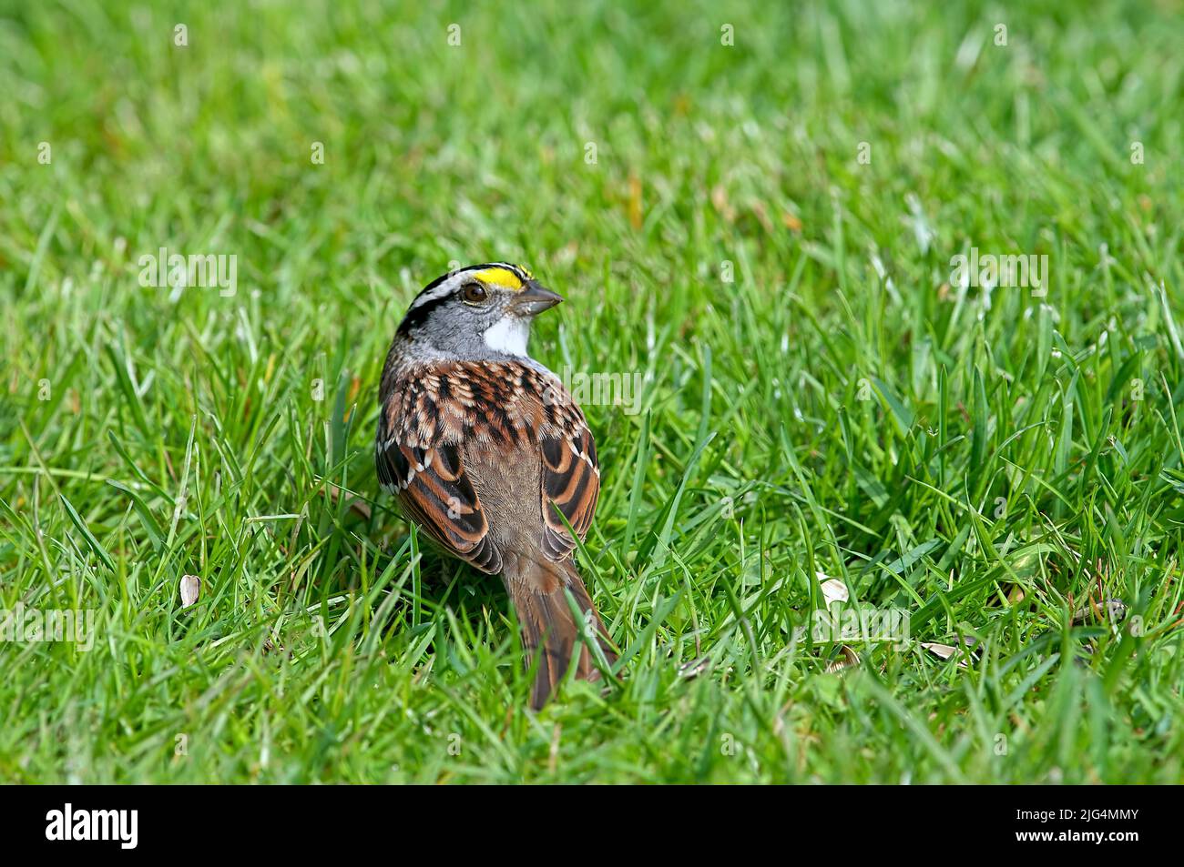 Bruant à gorge blanche dans l'herbe regardant par-dessus son appareil photo de l'épaule (Zonotrichia albicollis). Colombie-Britannique, Canada. Banque D'Images