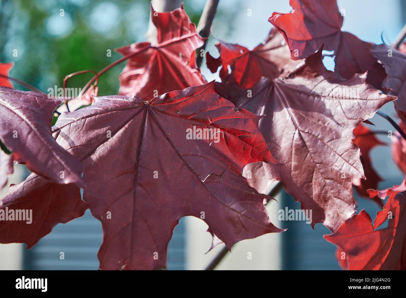 Belle feuille rouge d'érable palmate sur l'arbre Banque D'Images