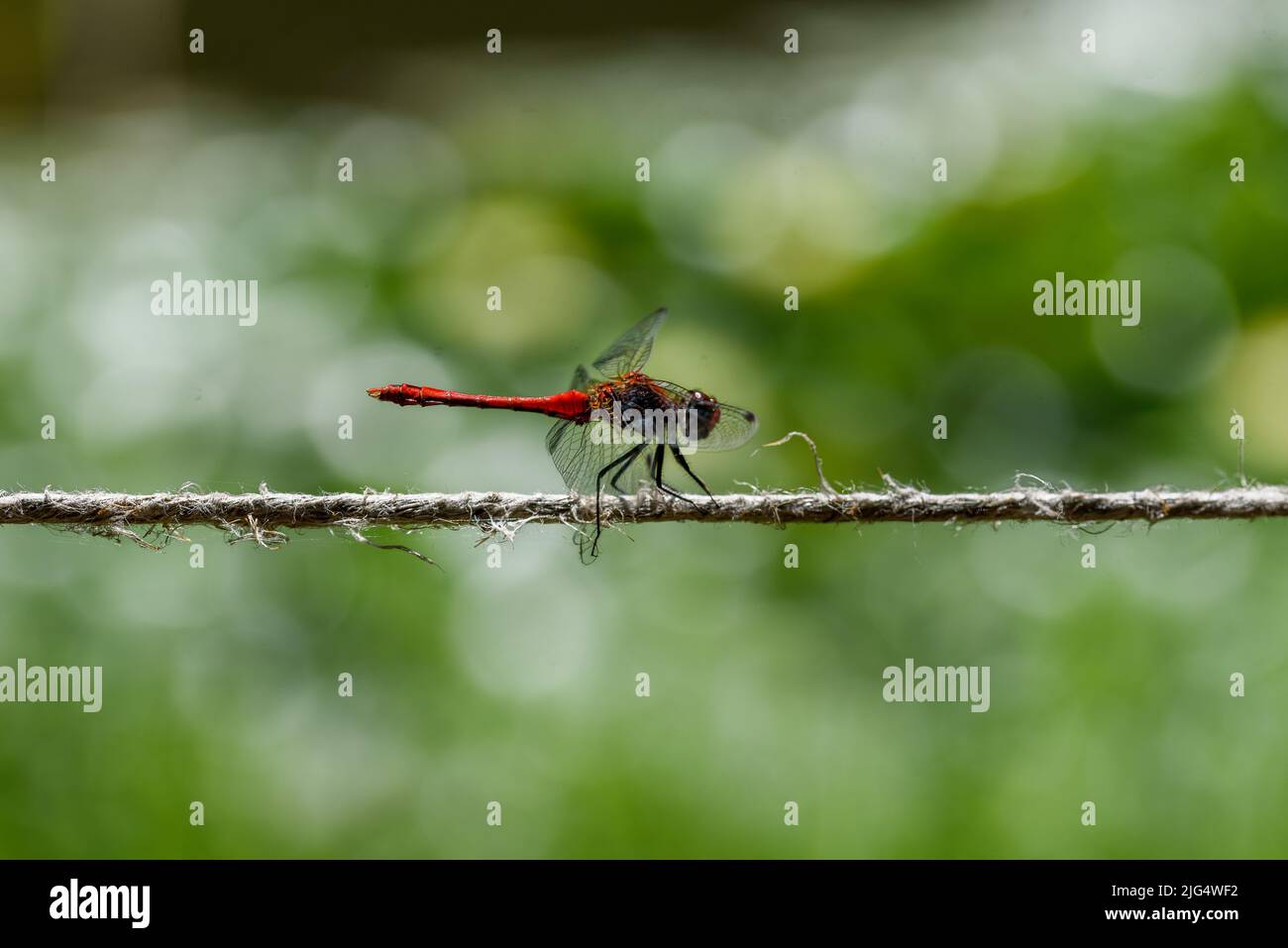 dragonfly est un insecte volant appartenant à l'ordre Odonata, l'infraordre Anisoptera Banque D'Images