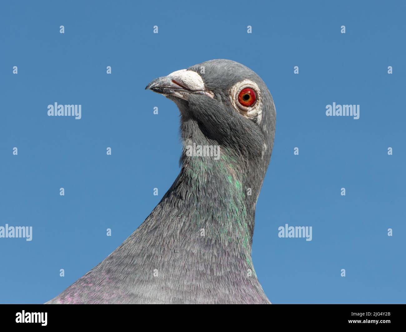 Portrait d'un pigeon voyageur ou de course à la recherche dans l'appareil. Banque D'Images