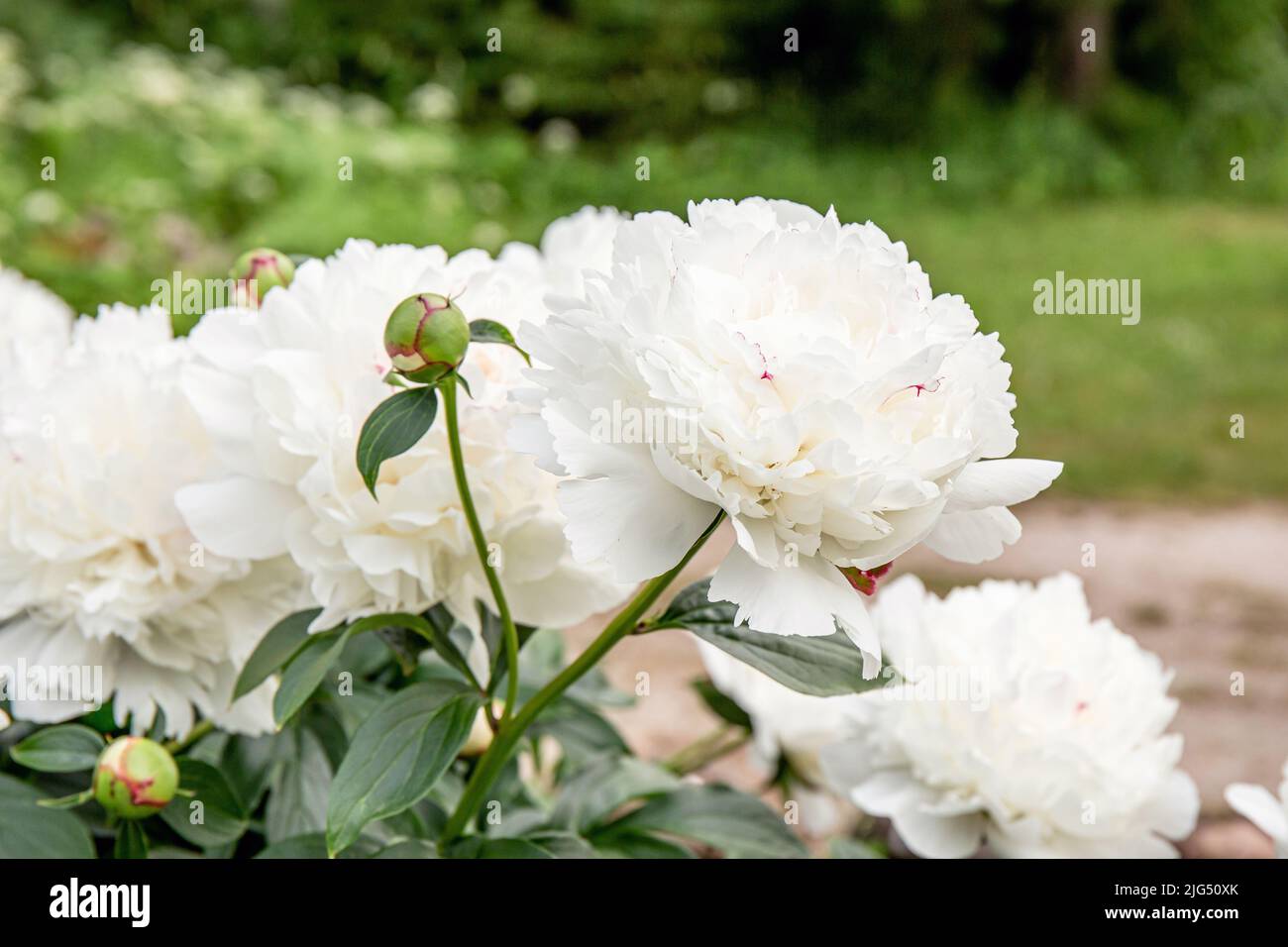 Pivoine blanche ou rosier de fleur de pivoine poussant dans le jardin de la maison. Grandes fleurs blanches en plein air en été. Banque D'Images