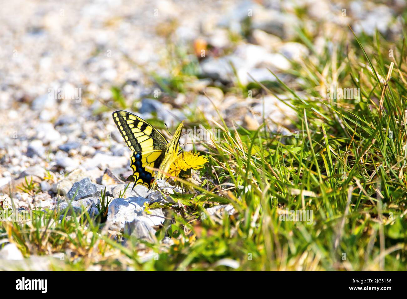 Papillon jaune assis dans le gras vert Banque D'Images