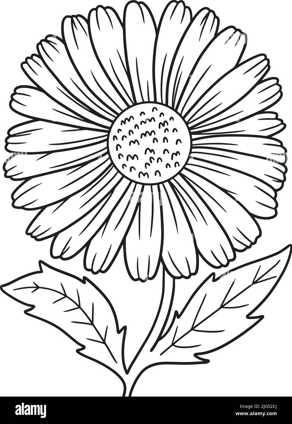 Page de coloriage de fleurs de Marguerite pour adultes Illustration de Vecteur