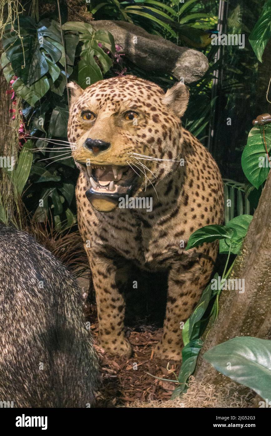 Jaguar en peluche exposée au Royaume-Uni. Banque D'Images
