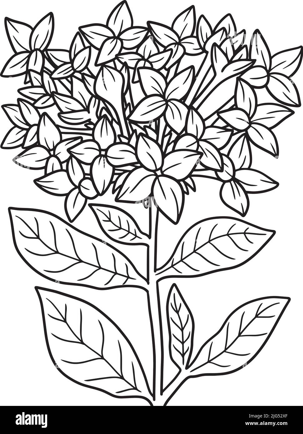 Page de coloriage des fleurs Bourvardia pour adultes Illustration de Vecteur