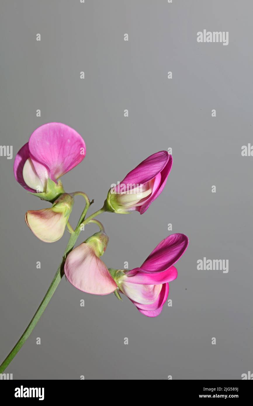 Fleur pourpre sauvage gros plan botanique famille lathyrus latifolius leguminosae haute qualité grand format imprimé moderne Banque D'Images